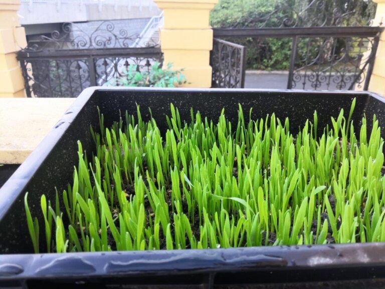 Jak zelená je zelená střecha s vegetací a půdou