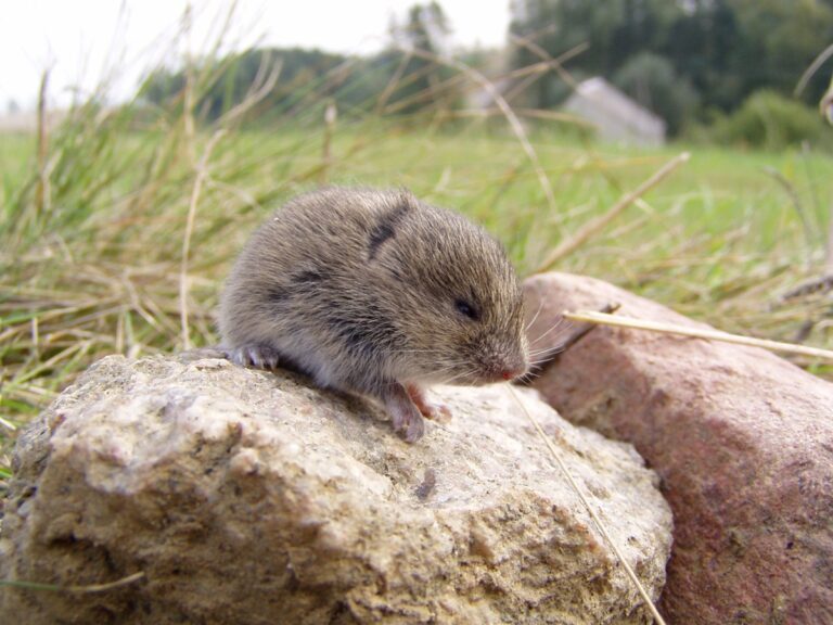 Satelity mohou pomoci mapováním přemnoženým hrabošů i jiných škůdců