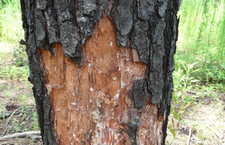 Při nedostatečné asanaci dříví napadeného kůrovcem padla další pokuta