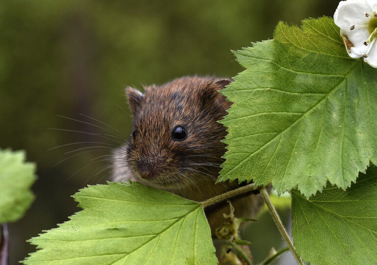 Vyjádření k nejasnostem, které panují ohledně kalamity hrabošů