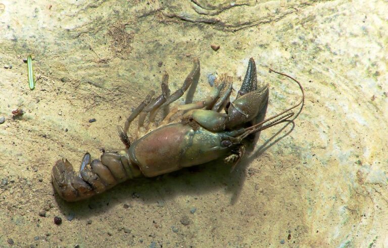 V Kosovém potoce uhynula desítka kriticky ohrožených raků