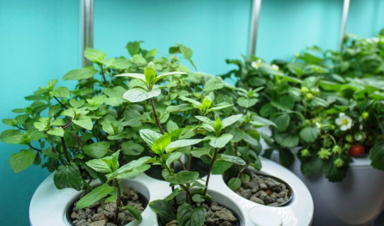 Kontejnerové hydroponické zahrady s názvem BOHEMIAN GARDEN