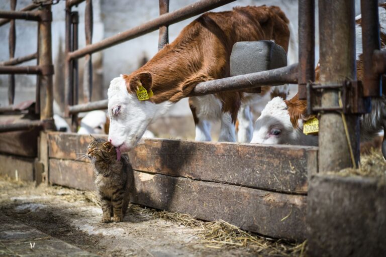 Jak to chodí na největší mléčné biofarmě v Česku?
