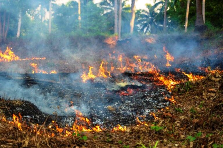 Greenpeace varuje před ničením pralesů v Amazonii