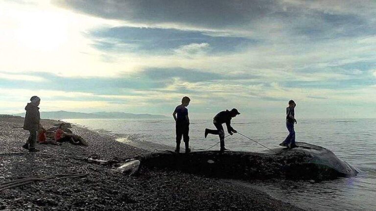 Polský film Velryba z Lorina je vítězem 47. ročníku MFF EKOFILM