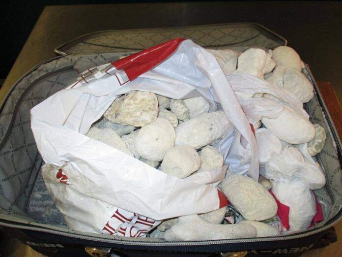 © Celní správa Mořské korály